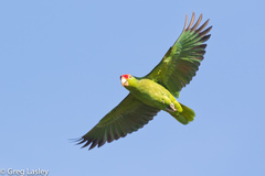 Amazona viridigenalis