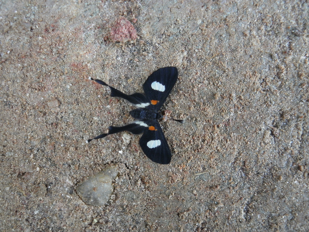 Spotted Tailwing