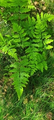 Pteridium pinetorum