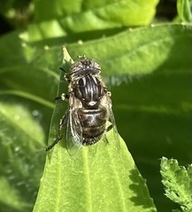 Eristalinus sepulchralis