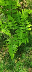 Pteridium pinetorum