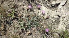 Psephellus turgaicus