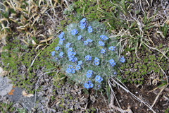 Eritrichium argenteum