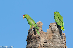 Amazona viridigenalis