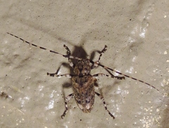 Astyleiopus variegatus