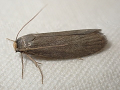 Achroia grisella
