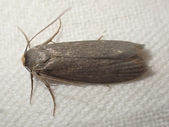 Achroia grisella