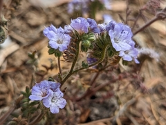 Phacelia vallis-mortae