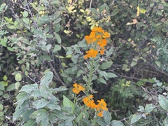 Erysimum perofskianum