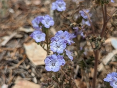 Phacelia vallis-mortae