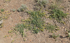 Medicago cretacea