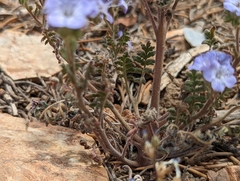 Phacelia vallis-mortae