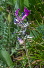Oxytropis argentata