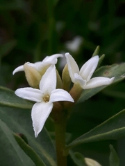 Daphne alpina