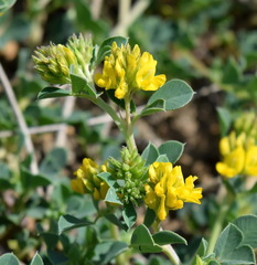 Medicago cretacea