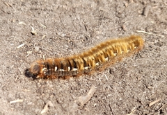 Lasiocampa quercus