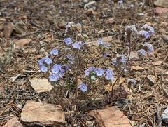 Phacelia vallis-mortae