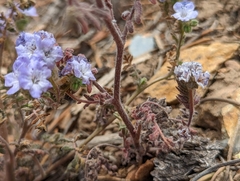 Phacelia vallis-mortae