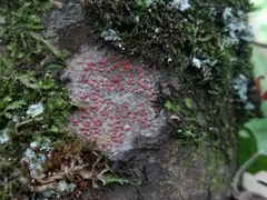 Arthonia cinnabarina