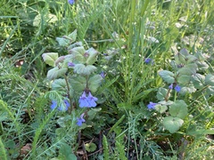 Glechoma hederacea