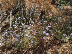 Phacelia vallis-mortae