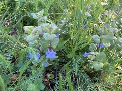 Glechoma hederacea