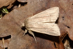Mythimna congrua