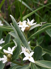 Daphne alpina
