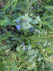 Glechoma hederacea