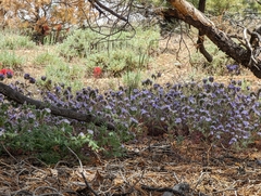 Phacelia vallis-mortae