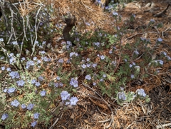 Phacelia vallis-mortae