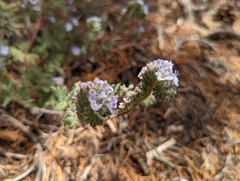 Phacelia vallis-mortae