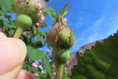 Rosa centifolia