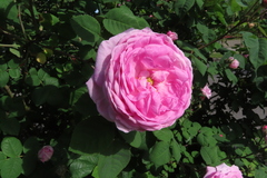 Rosa centifolia