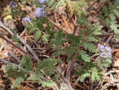 Phacelia vallis-mortae