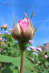 Rosa centifolia