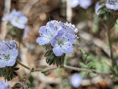 Phacelia vallis-mortae