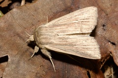Mythimna congrua