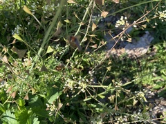 Capsella bursa-pastoris