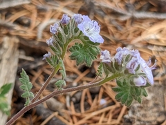 Phacelia vallis-mortae