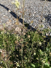 Capsella bursa-pastoris