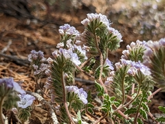 Phacelia vallis-mortae