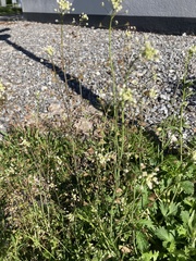 Capsella bursa-pastoris