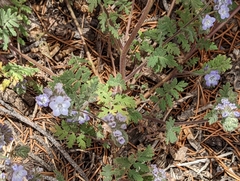 Phacelia vallis-mortae