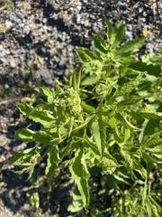 Aegopodium podagraria