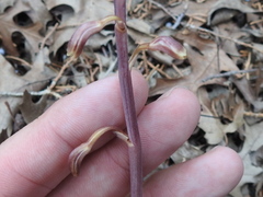 Bletia nitida