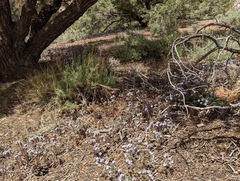 Phacelia vallis-mortae