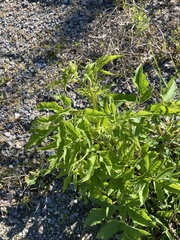 Aegopodium podagraria