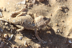 Tarentola chazaliae