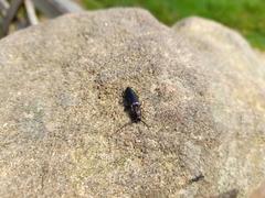 Ctenicera cuprea
